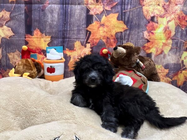 F1B Mini Goldendoodle Dog Female Black 25752 Petland Las Vegas, Nevada