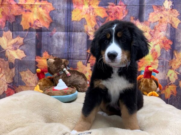 Bernese Mountain Dog Dog Female Black Rust and White 25744 Petland Las Vegas, Nevada