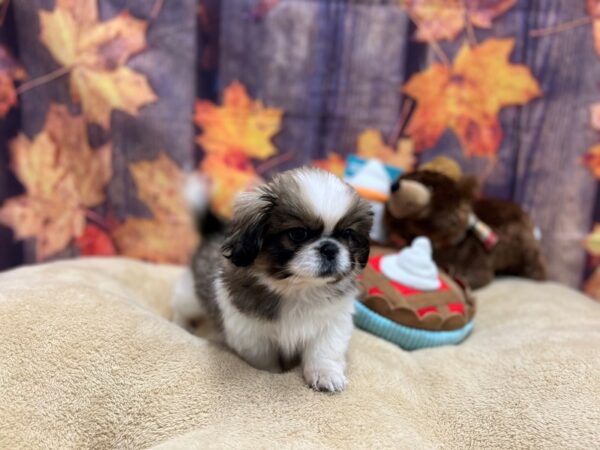 Pekingese-Dog-Female-Red Sable-25751-Petland Las Vegas, Nevada