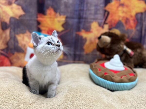 Siamese Cat Female LYNX POINT 25780 Petland Las Vegas, Nevada