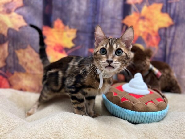 Bengal-Cat-Female-Bronze Marble-25778-Petland Las Vegas, Nevada