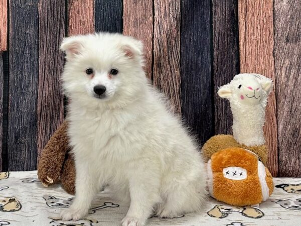 American Eskimo Dog-Dog-Female-White-25809-Petland Las Vegas, Nevada