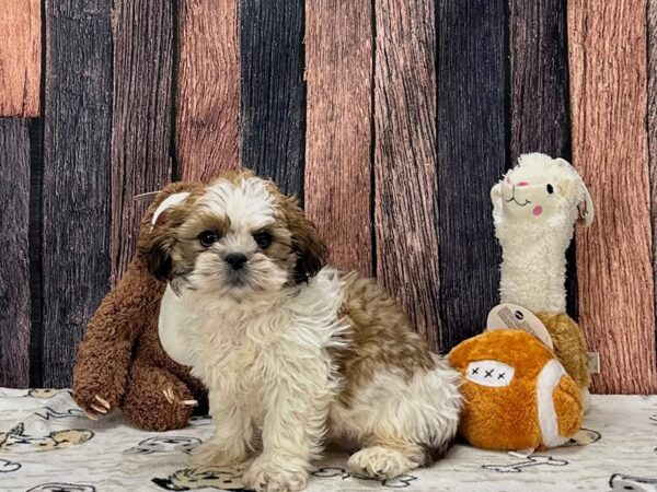 Shih Tzu Dog Female Gold and White 25790 Petland Las Vegas, Nevada