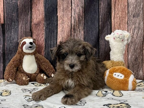 Australian Shepherd/Poodle-Dog-Male-Blue Merle-25785-Petland Las Vegas, Nevada