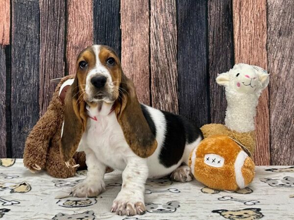 Basset Hound-Dog-Female-Black Brown and White-25793-Petland Las Vegas, Nevada