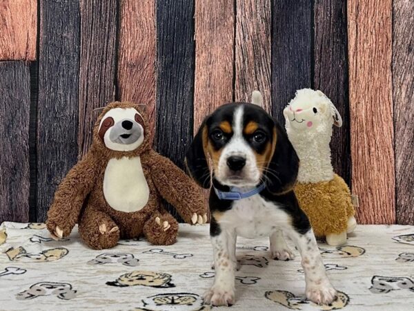 Beagle Dog Male Black Fawn and White 25794 Petland Las Vegas, Nevada