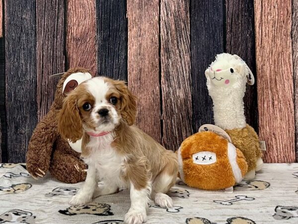 Cavalier King Charles Spaniel Dog Female Blenheim 25792 Petland Las Vegas, Nevada