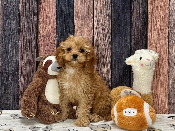 Cavalier King Charles Spaniel/Poodle-Dog-Female-Apricot-25811-Petland Las Vegas, Nevada