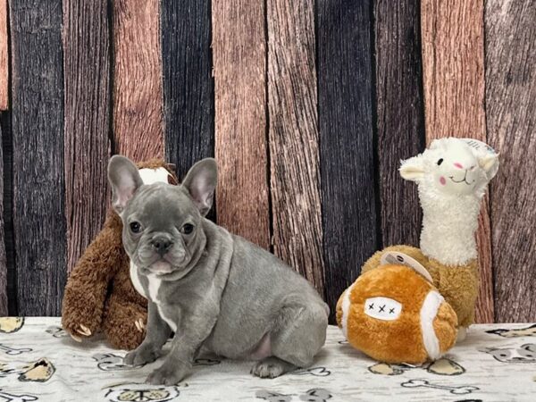 French Bulldog Dog Female Blue 25797 Petland Las Vegas, Nevada