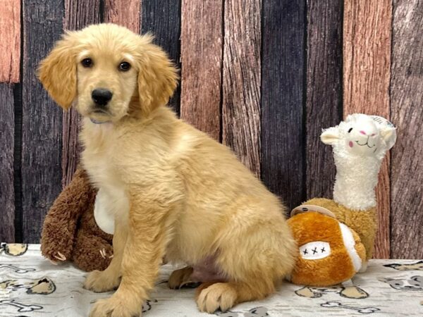 Golden Retriever Dog Male Golden 25791 Petland Las Vegas, Nevada