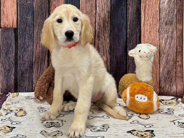 Golden Retriever Dog Female Golden 25798 Petland Las Vegas, Nevada