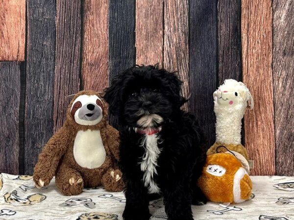 Havanese/Poodle-Dog-Female-Black-25783-Petland Las Vegas, Nevada