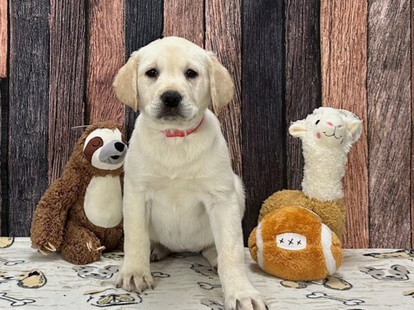 Labrador Retriever Dog Female Yellow 25786 Petland Las Vegas, Nevada