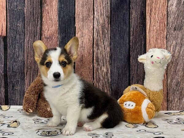 Pembroke Welsh Corgi Dog Male Black Tan / White 25802 Petland Las Vegas, Nevada