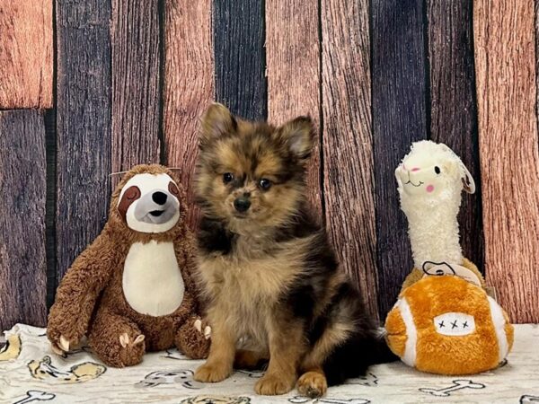 Pomeranian-Dog-Male-Red Merle-25787-Petland Las Vegas, Nevada