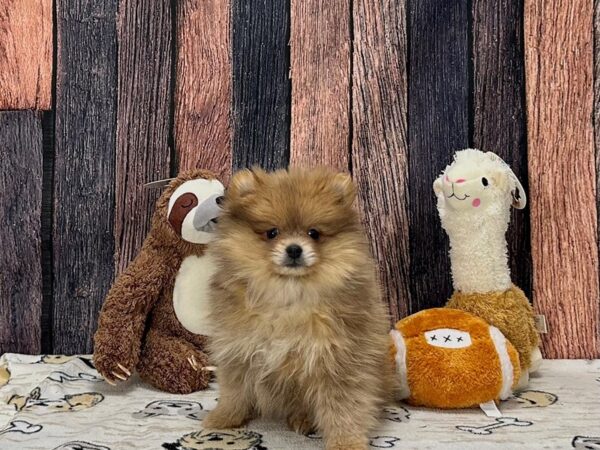 Pomeranian-Dog-Female-Red Sable-25788-Petland Las Vegas, Nevada