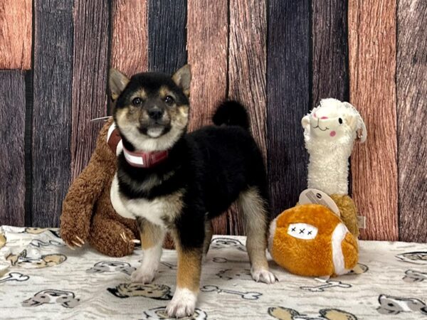 Shiba Inu Dog Female Black and Tan 25789 Petland Las Vegas, Nevada