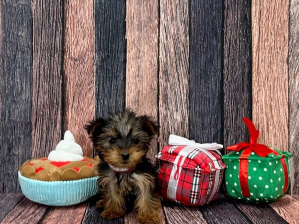 Yorkshire Terrier Dog Female Black / Tan 25808 Petland Las Vegas, Nevada