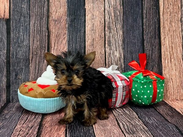 Yorkshire Terrier Dog Male Black / Tan 25807 Petland Las Vegas, Nevada