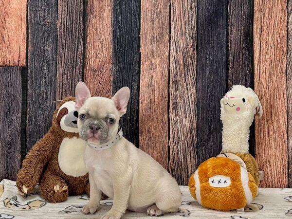 French Bulldog Dog Female Lilac Fawn 25813 Petland Las Vegas, Nevada