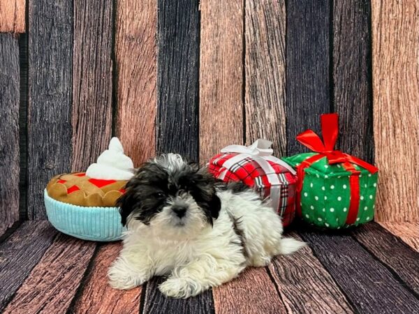 Poodle/Shih Tzu-Dog-Female-White / Gold-25812-Petland Las Vegas, Nevada