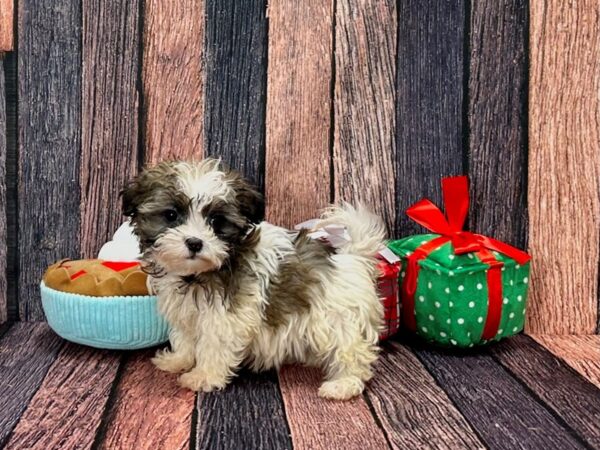 Havanese Dog Female White / Gold 25799 Petland Las Vegas, Nevada