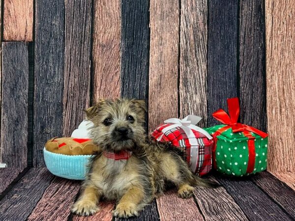 Cairn Terrier Dog Female Wheaten 25810 Petland Las Vegas, Nevada