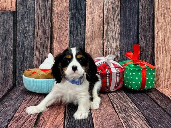 Cavalier King Charles Spaniel Dog Male White Black / Tan 25795 Petland Las Vegas, Nevada