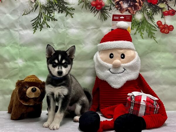 Alaskan Klee Kai Dog Male Black / White 25839 Petland Las Vegas, Nevada