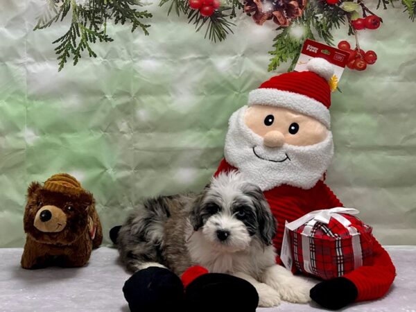 Australian Shepherd/Poodle Dog Female Blue Merle 25849 Petland Las Vegas, Nevada