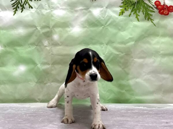 Beagle Dog Female Black Fawn and White 25830 Petland Las Vegas, Nevada