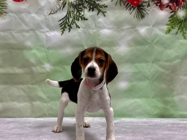 Beagle Dog Female Black Fawn and White 25832 Petland Las Vegas, Nevada