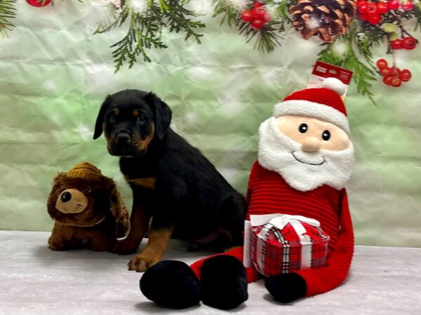 Rottweiler-Dog-Male-Black and Rust-25821-Petland Las Vegas, Nevada