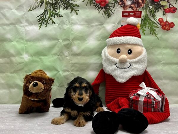 Dachshund Dog Female Black & Tan 25854 Petland Las Vegas, Nevada