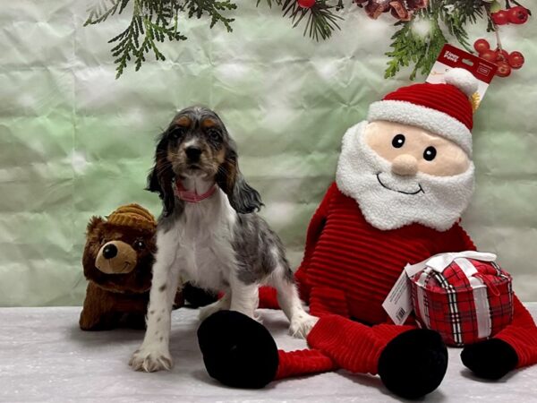 Cocker Spaniel-Dog-Female-Blue Merle / Tan-25840-Petland Las Vegas, Nevada