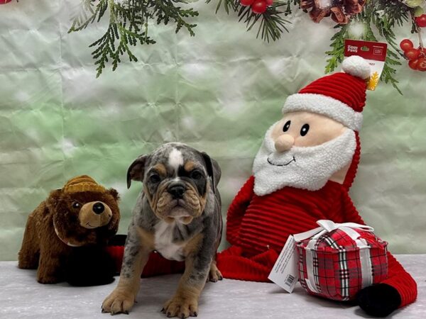 English Bulldog-Dog-Female-Blue Merle-25828-Petland Las Vegas, Nevada