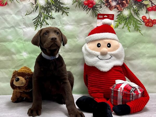 Labrador Retriever-Dog-Male-Chocolate-25824-Petland Las Vegas, Nevada