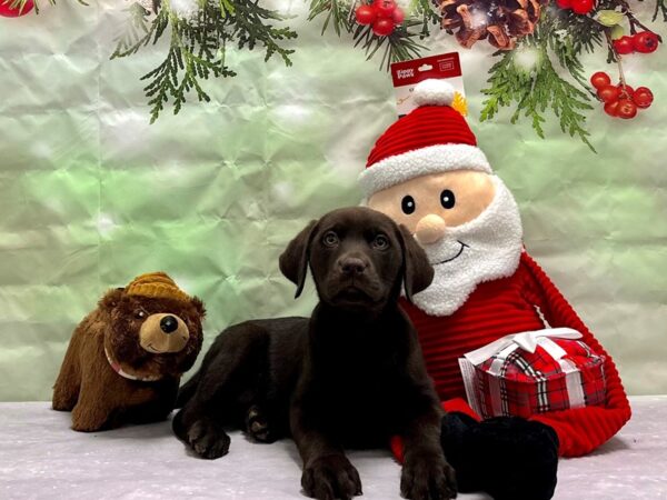 Labrador Retriever Dog Male Chocolate 25835 Petland Las Vegas, Nevada