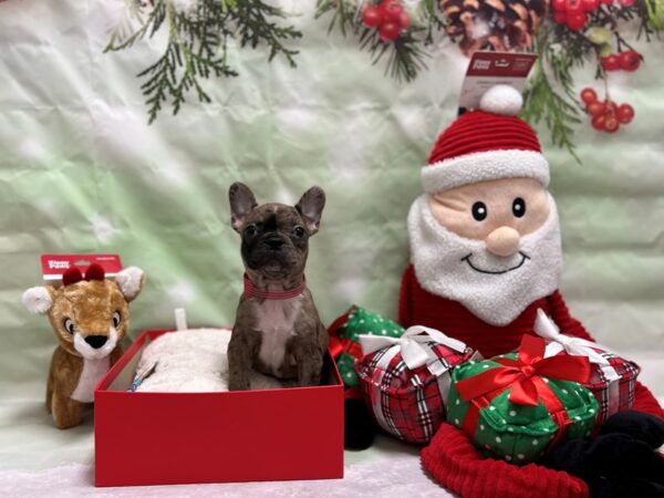 Boston Terrier/French Bulldog-Dog-Male-Blue Merle-25847-Petland Las Vegas, Nevada