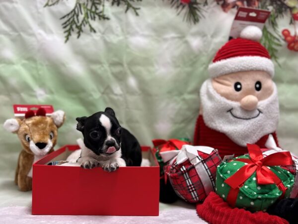 Boston Terrier Dog Female Black / White 25841 Petland Las Vegas, Nevada