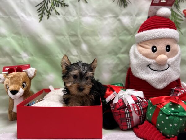 Silky Terrier Dog Female Black and Tan 25819 Petland Las Vegas, Nevada