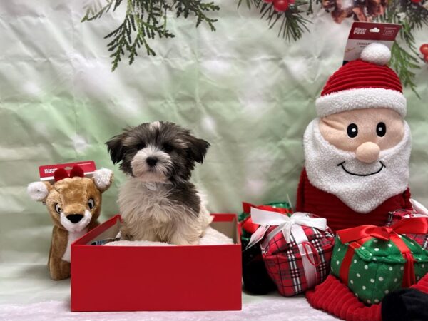 Havanese-Dog-Male-Gold Brindle-25818-Petland Las Vegas, Nevada