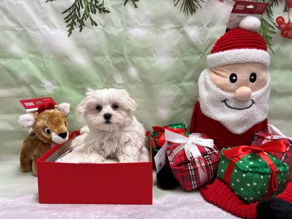 Maltese Dog Male White 25825 Petland Las Vegas, Nevada