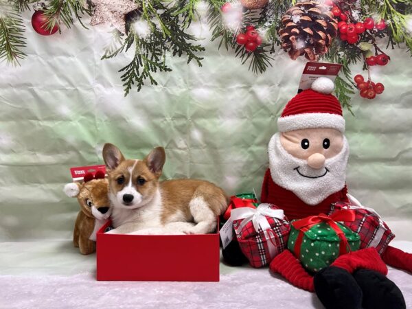 Pembroke Welsh Corgi Dog Female Sable 25823 Petland Las Vegas, Nevada