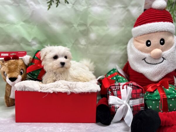 Maltese Dog Female White 25836 Petland Las Vegas, Nevada