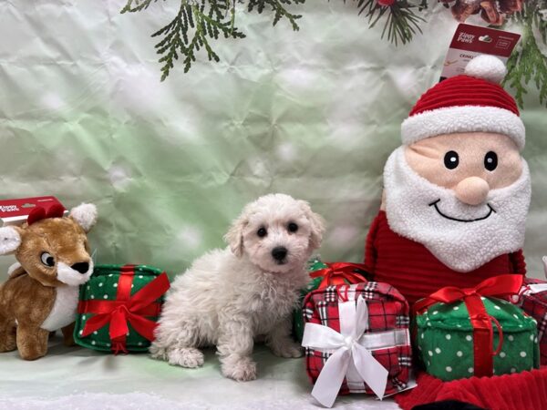 Bichon Frise Dog Female White 25833 Petland Las Vegas, Nevada