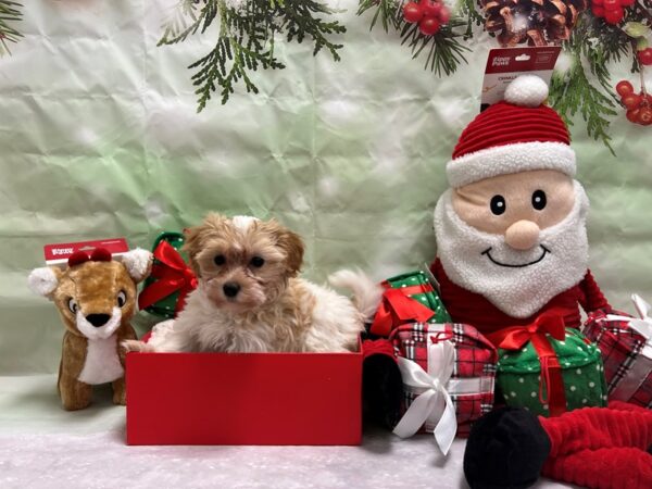 Havanese/Poodle Dog Female Red 25816 Petland Las Vegas, Nevada