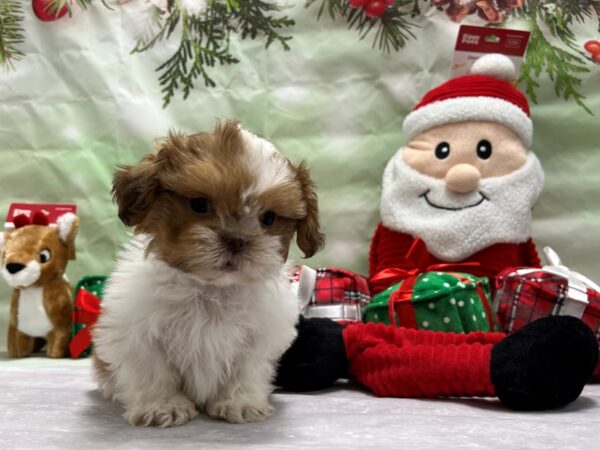 Shih Tzu Dog Male White Chocolate Gold 25838 Petland Las Vegas, Nevada