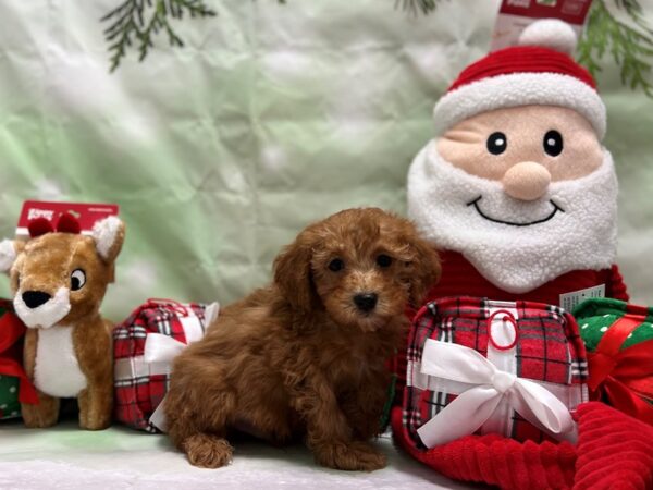 Cavalier King Charles Spaniel/Poodle Dog Male Red 25848 Petland Las Vegas, Nevada