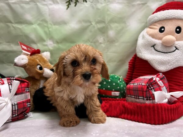 Cavalier King Charles Spaniel/Poodle Dog Male Red 25815 Petland Las Vegas, Nevada